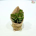 Succulent Plant Arrangement (Random Choose Succulent)
