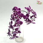 Orchid Phalaenopsis Fresh Cut - Midi Purple Tone (Per Stem)