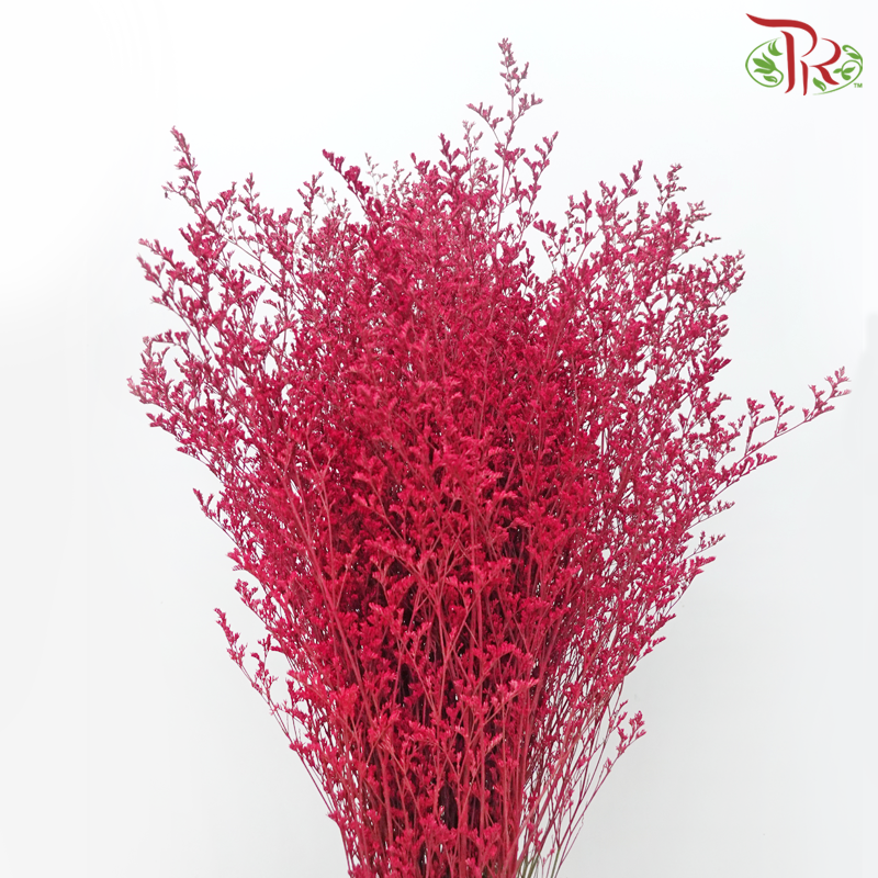 Caspia Dyed - Red (Per Bunch) - Pudu Ria Florist