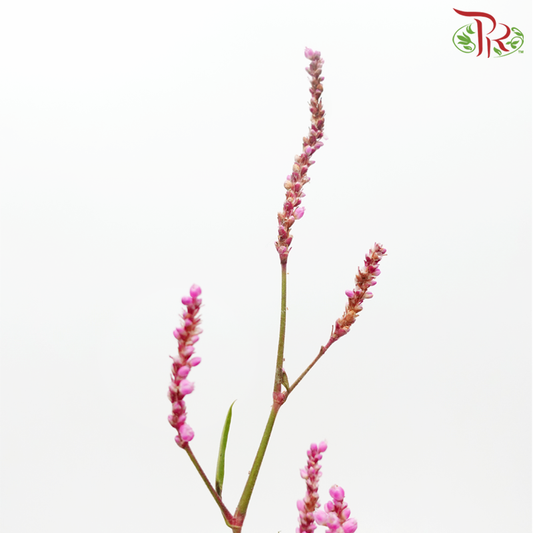 Polygonum - Pink (Per Bunch) - Pudu Ria Florist