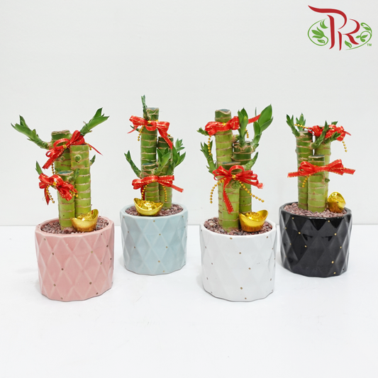 CNY 3in1 Bamboo Arrangement (Random Choose Design & CNY Ornaments) (With Pot Colour Options)