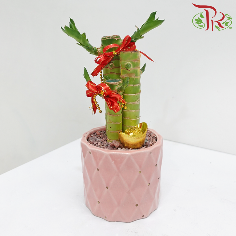 CNY 3in1 Bamboo Arrangement (Random Choose Design & CNY Ornaments) (With Pot Colour Options)