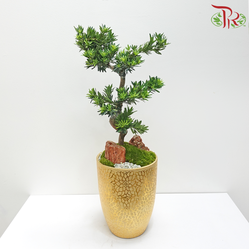 CNY Arrangement 438 (Garden) - Podocarpus in Gold Pot