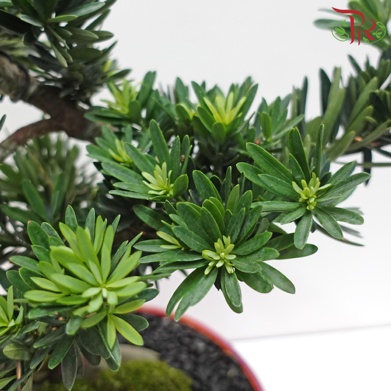 CNY Arrangement 468 (Garden) - Podocarpus in Red Holographic Pot