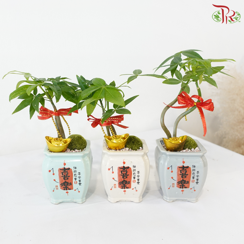 【CNY 2026】Everlasting Prosperity (Pachira Plant)《财运常青》