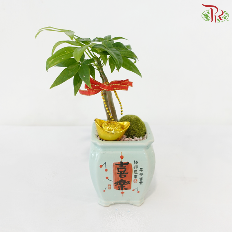 【CNY 2026】Everlasting Prosperity (Pachira Plant)《财运常青》