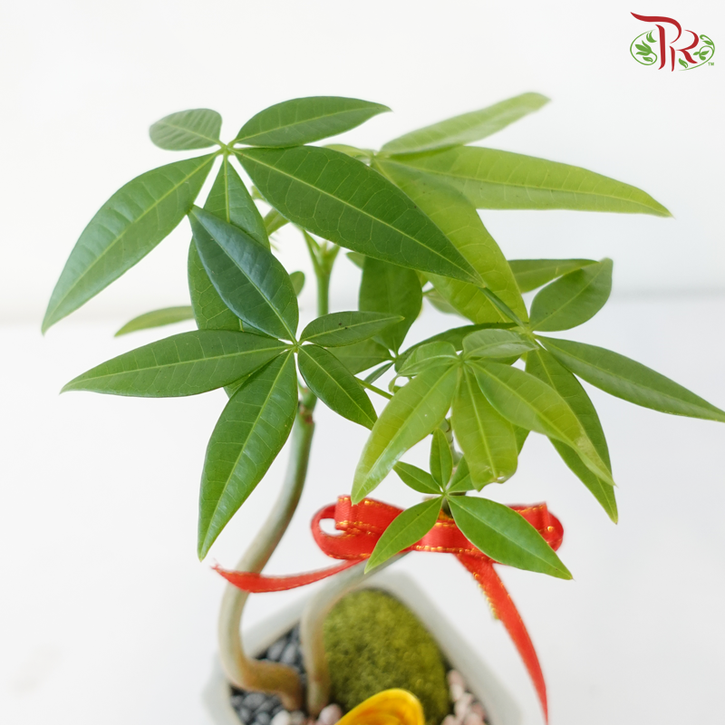 【CNY 2026】Everlasting Prosperity (Pachira Plant)《财运常青》