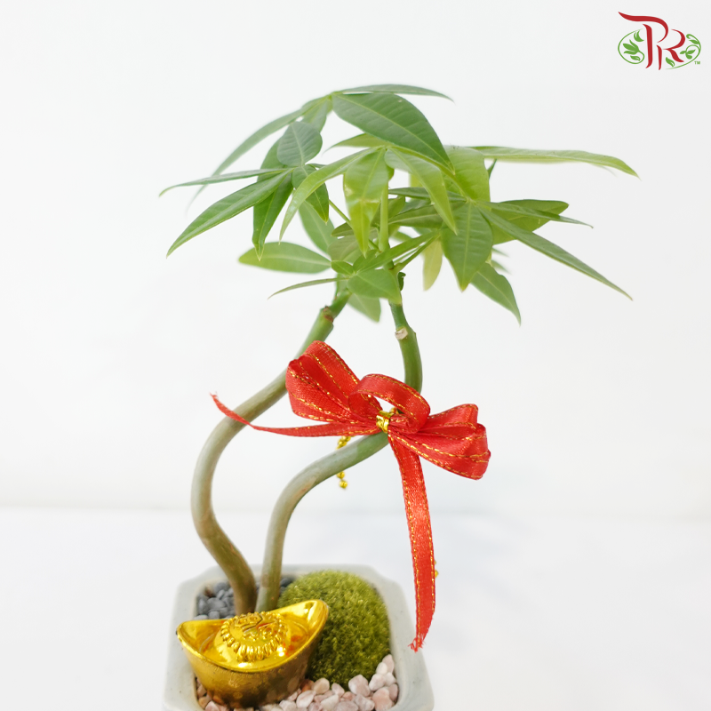 【CNY 2026】Everlasting Prosperity (Pachira Plant)《财运常青》