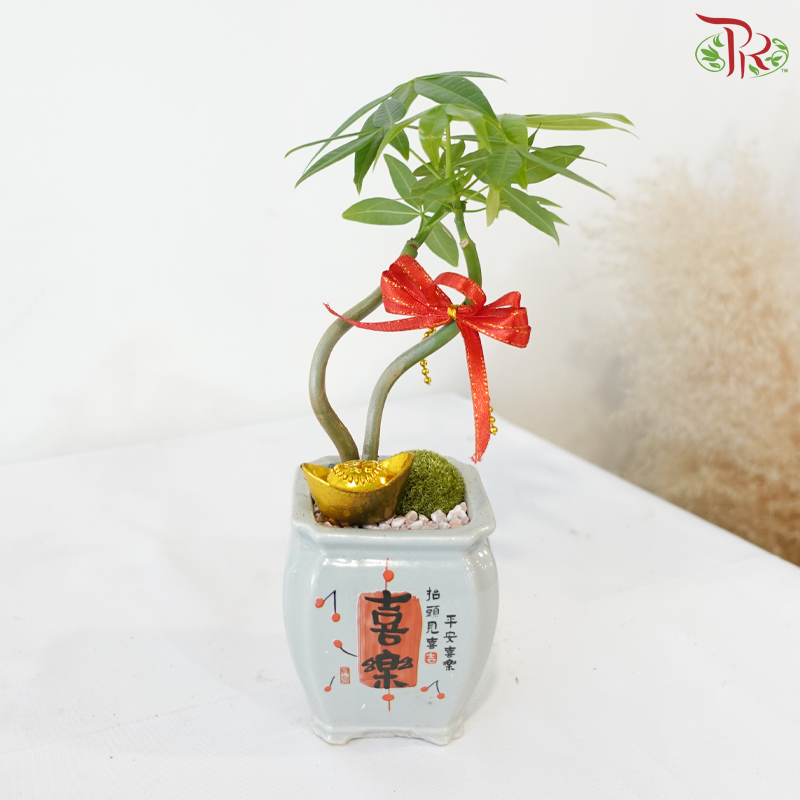 【CNY 2026】Everlasting Prosperity (Pachira Plant)《财运常青》