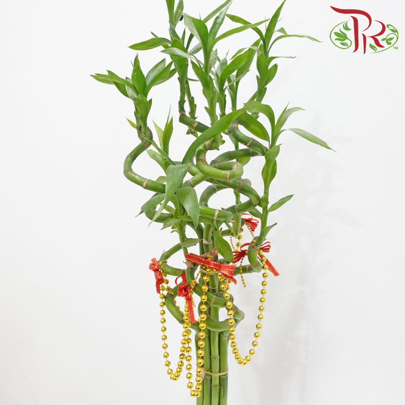 CNY Lucky Bamboo Vase Arrangement With Gold Colour Beads Deco (Random Choose Design & CNY Ornaments)