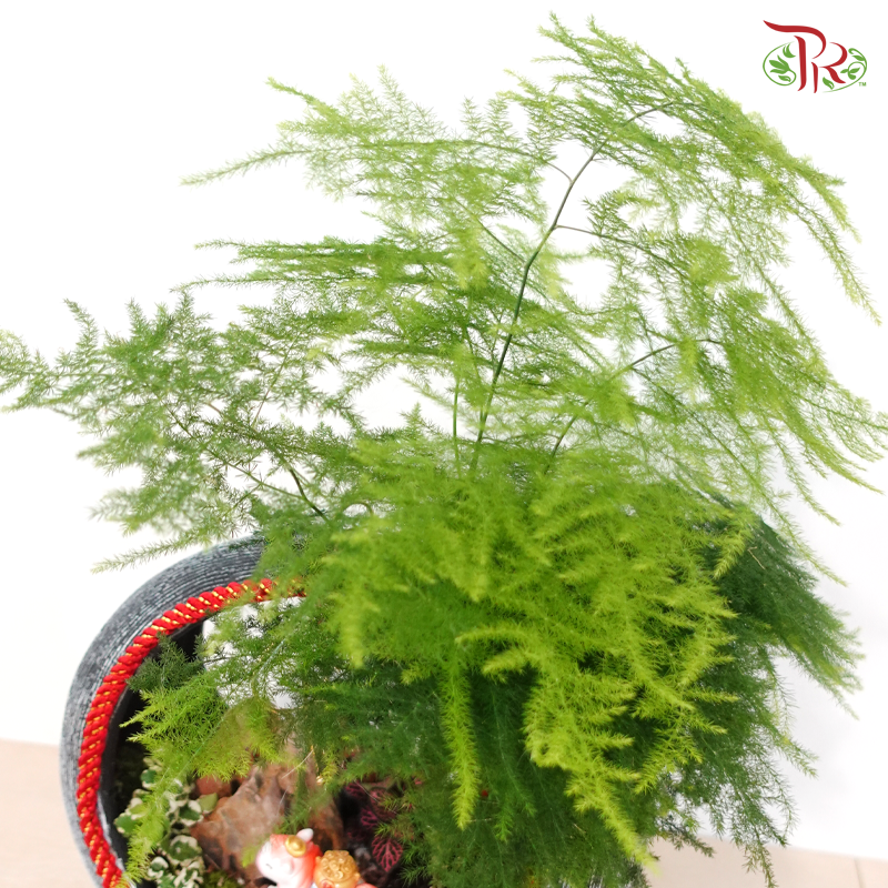 【CNY 2026】Golden Prosperity Flow《财源稳进》