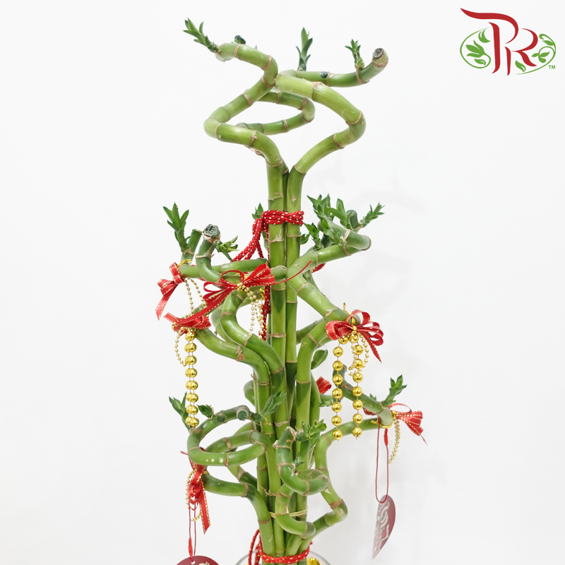 CNY Lucky Bamboo Cylinder Vase Arrangement  (Random Choose Design & CNY Ornaments)