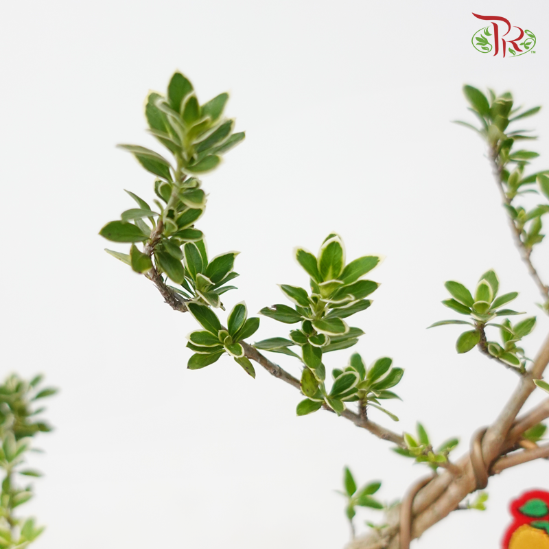 【CNY 2026】Serissa Snowlit Fortune《雪映富贵》