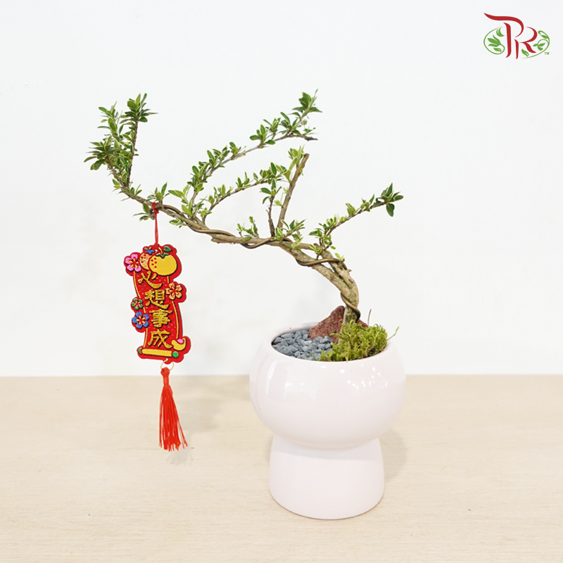 【CNY 2026】Serissa Snowlit Fortune《雪映富贵》