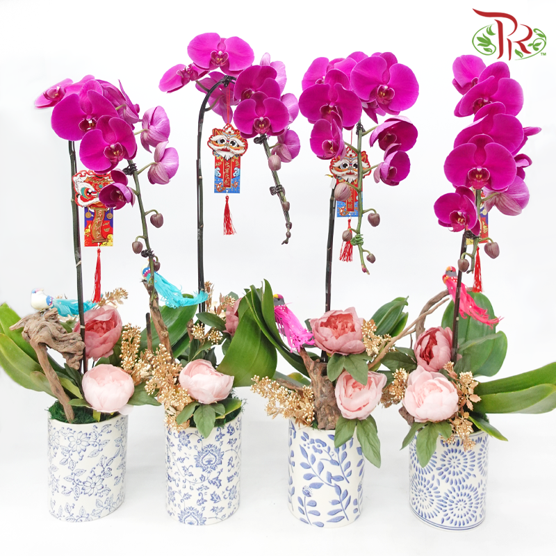 Gift Series - Phalaenopsis Orchid in Qing Hua Ci Pot (With Option of Pot Printed Floral Design) & (Random Choose Orchid Colour)