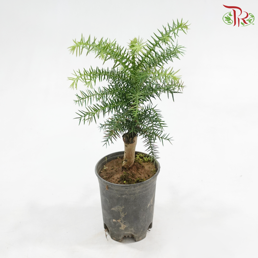 Araucaria Bonsai《澳洲衫》