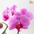 Big Single Stem Phalaenopsis Orchid - Cherry Pink With Pink Lips (CYL30) (Without Pot)