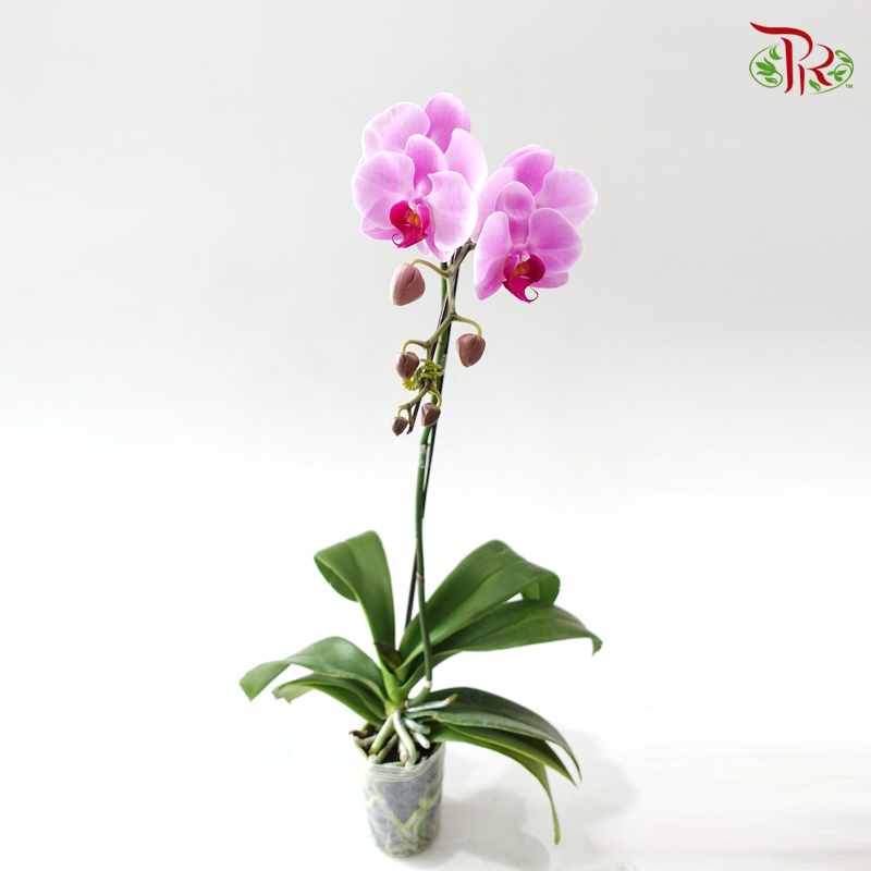 Big Single Stem Phalaenopsis Orchid - Cherry Pink With Pink Lips (CYL30) (Without Pot)