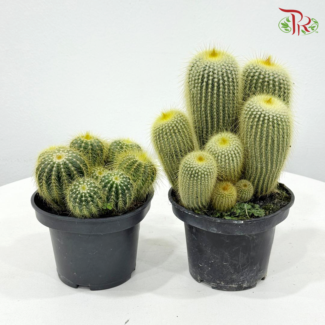 Cactus Mix P150《仙人掌》（With Option)