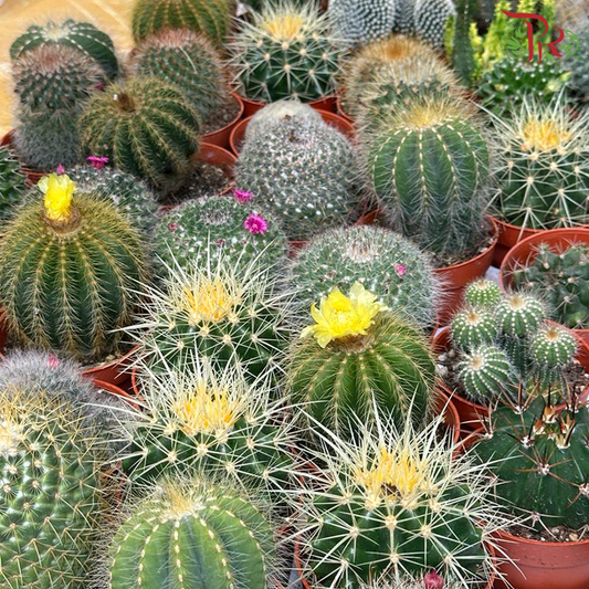 Cactus P805《仙人掌》(Randomly Selected)