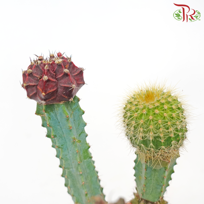 Cactus (Grafted)《仙人掌》 - Pudu Ria Florist