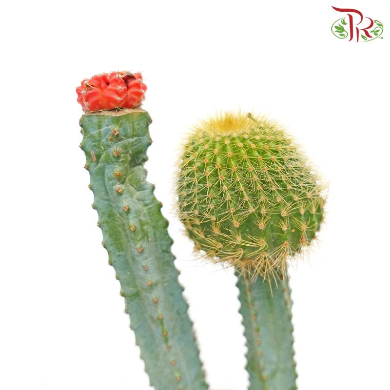 Cactus (Grafted)《仙人掌》 - Pudu Ria Florist