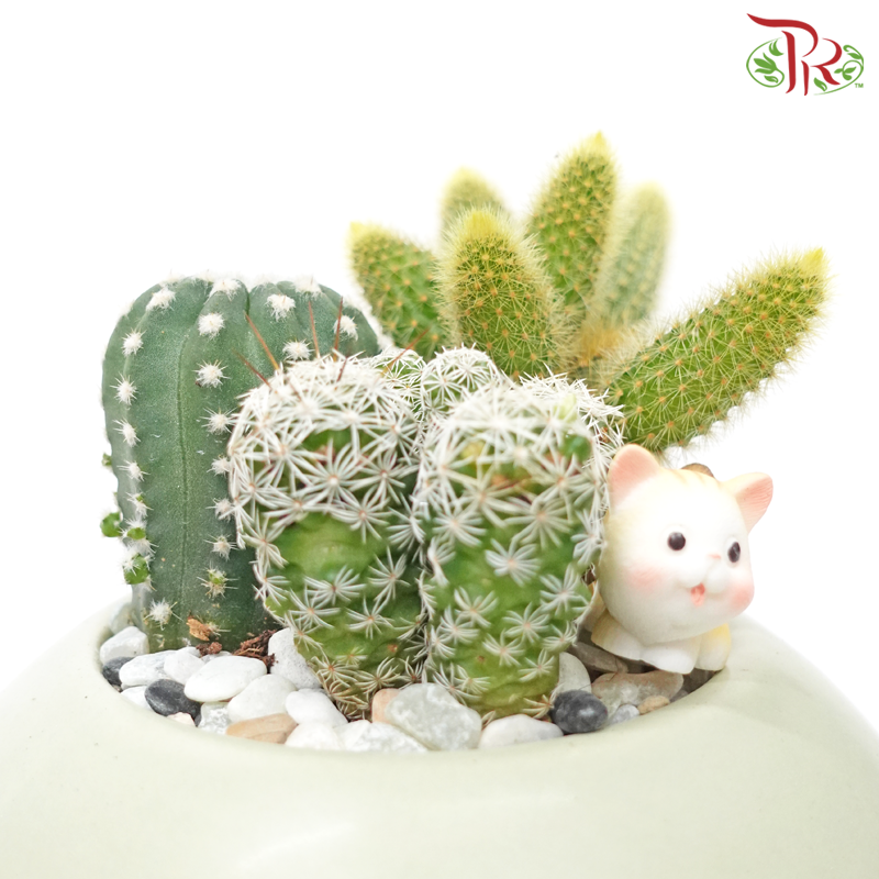 【Gift Series】Raya Cactus Arrangement (Random Choose Cactus & Deco)
