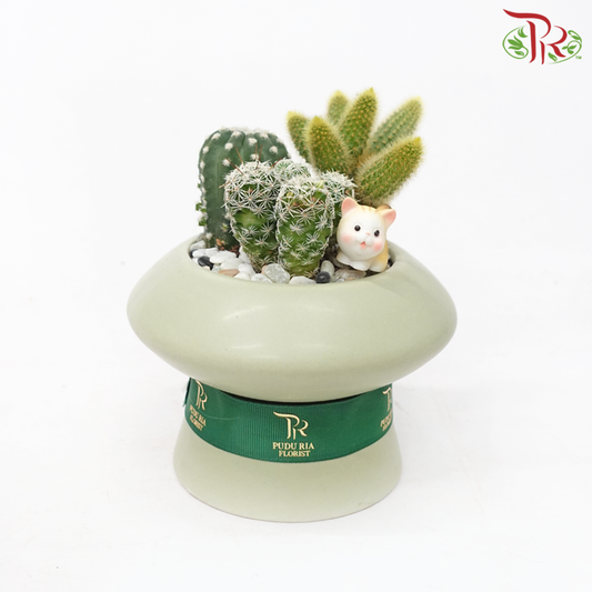【Gift Series】Cactus Arrangement (Random Choose Cactus & Deco)