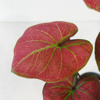 Caladium Asst P120 - Passion《彩芋》