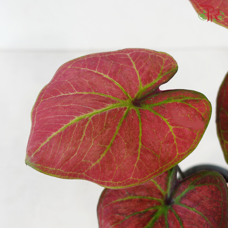 Caladium Asst P120 - Passion《彩芋》
