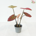 Caladium Asst P120 - Passion《彩芋》