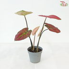 Caladium Asst P120 - Passion《彩芋》