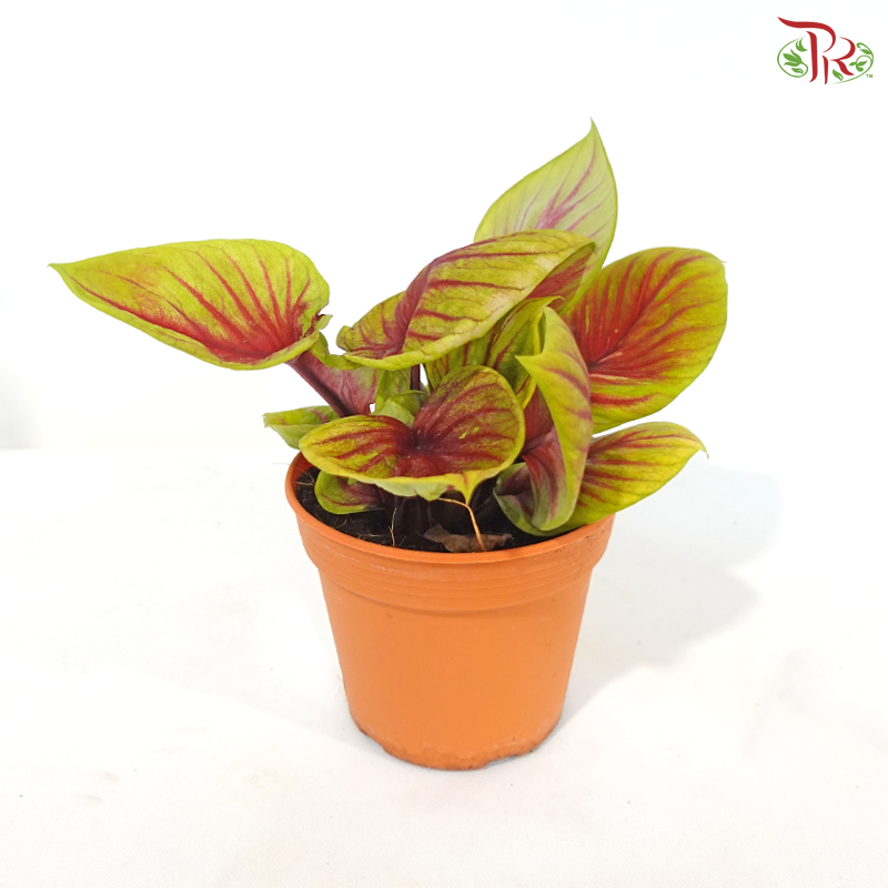 Caladium Tigeress P105《彩芋》