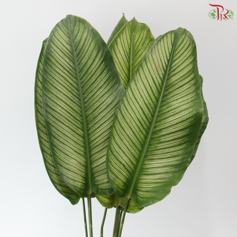 Calathea Majestica Albolineata Leaf (Per Bunch)