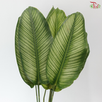 Calathea Majestica Albolineata Leaf (Per Bunch)