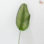 Calathea Majestica Albolineata Leaf (Per Bunch)