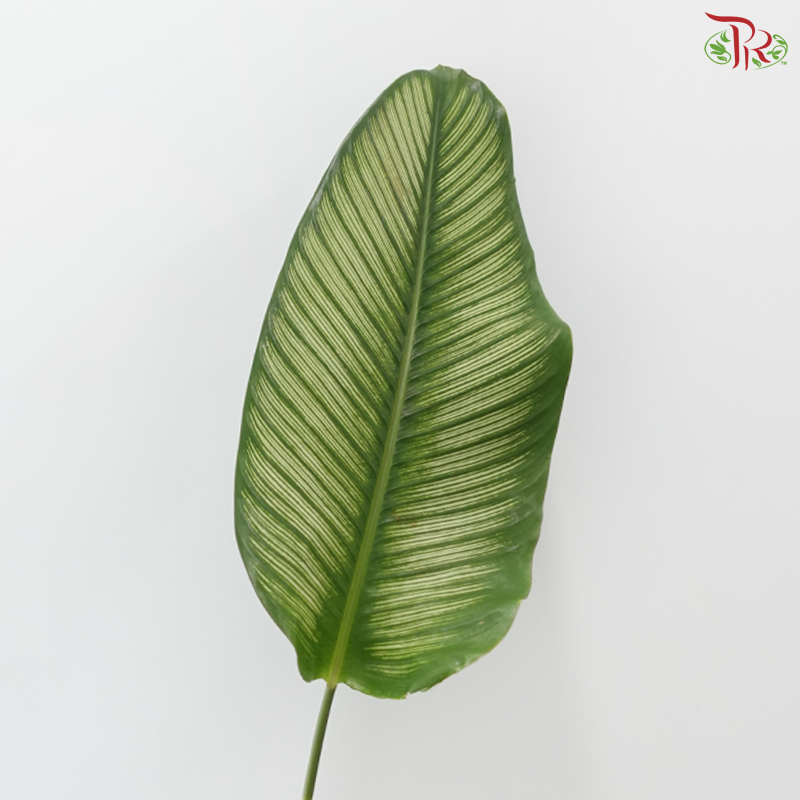Calathea Majestica Albolineata Leaf (Per Bunch)