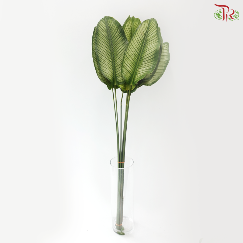 Calathea Majestica Albolineata Leaf (Per Bunch)