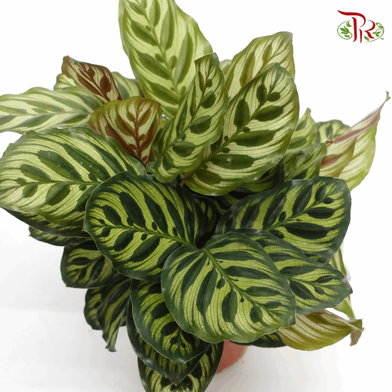 Calathea Makoyana  《孔雀竹芋》