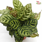 Calathea Makoyana  《孔雀竹芋》