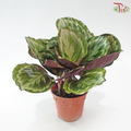 Calathea Medallion V2 150P JH《彩虹竹芋》