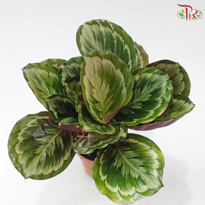 Calathea Medallion V2 150P JH《彩虹竹芋》