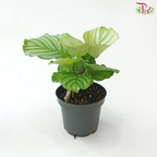 Calathea Orbifolia P150 Y05《青苹果竹芋》