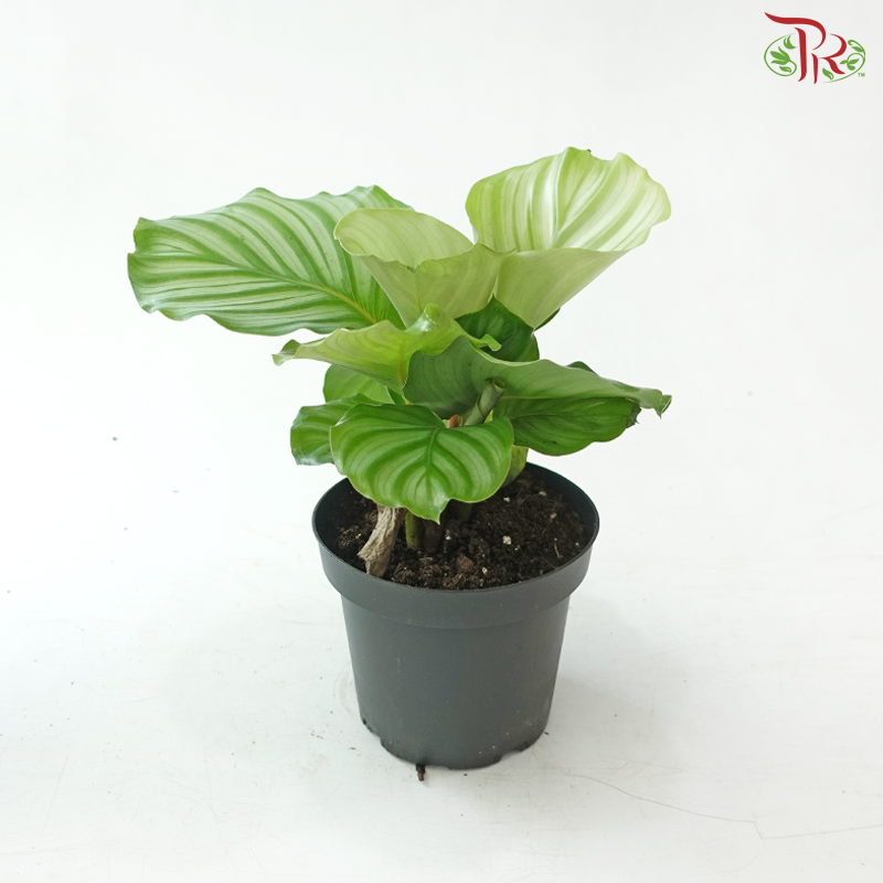Calathea Orbifolia P150 Y05《青苹果竹芋》