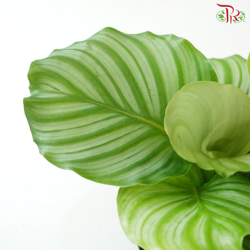 Calathea Orbifolia P150 Y05《青苹果竹芋》