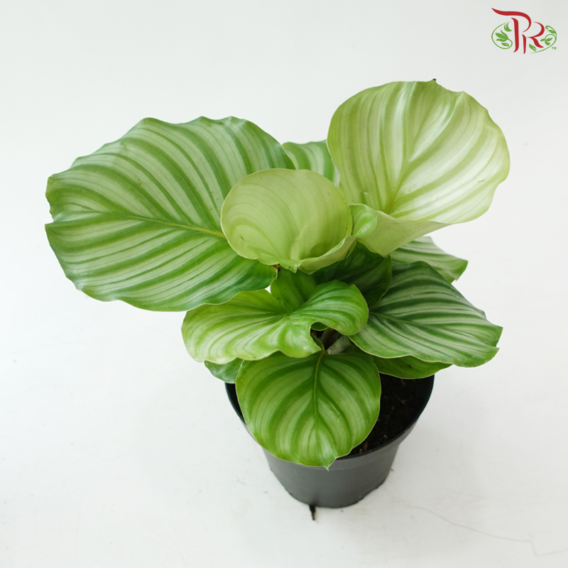 Calathea Orbifolia P150 Y05《青苹果竹芋》