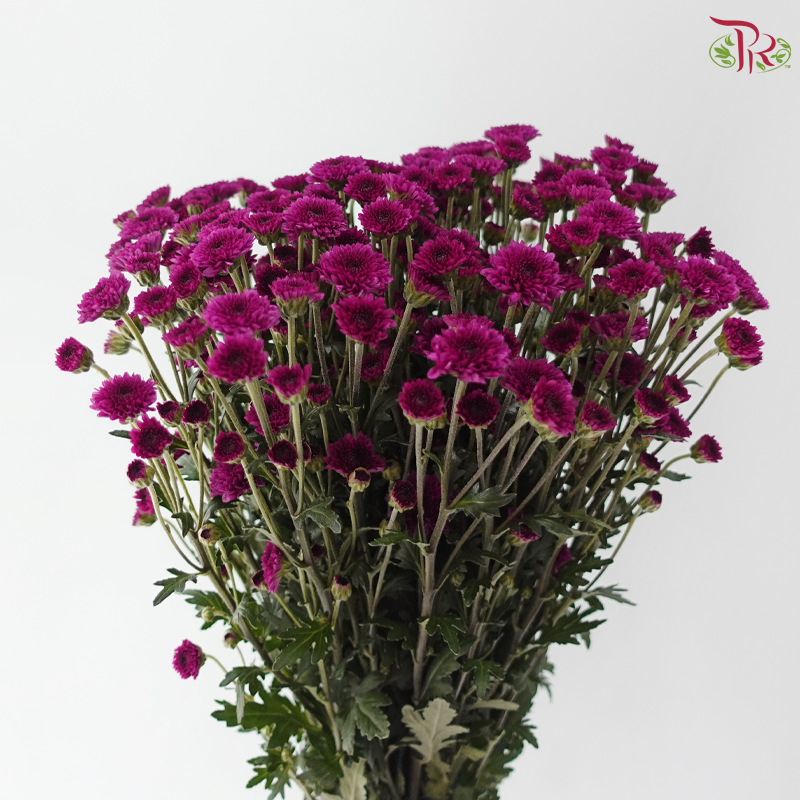 Calimero Mini Chrysanthemum - Purple (Per Bunch)