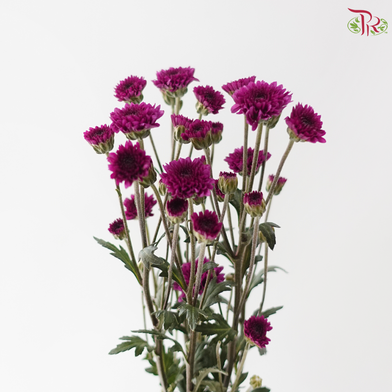 Calimero Mini Chrysanthemum - Purple (Per Bunch)
