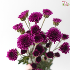 Calimero Mini Chrysanthemum - Purple (Per Bunch)