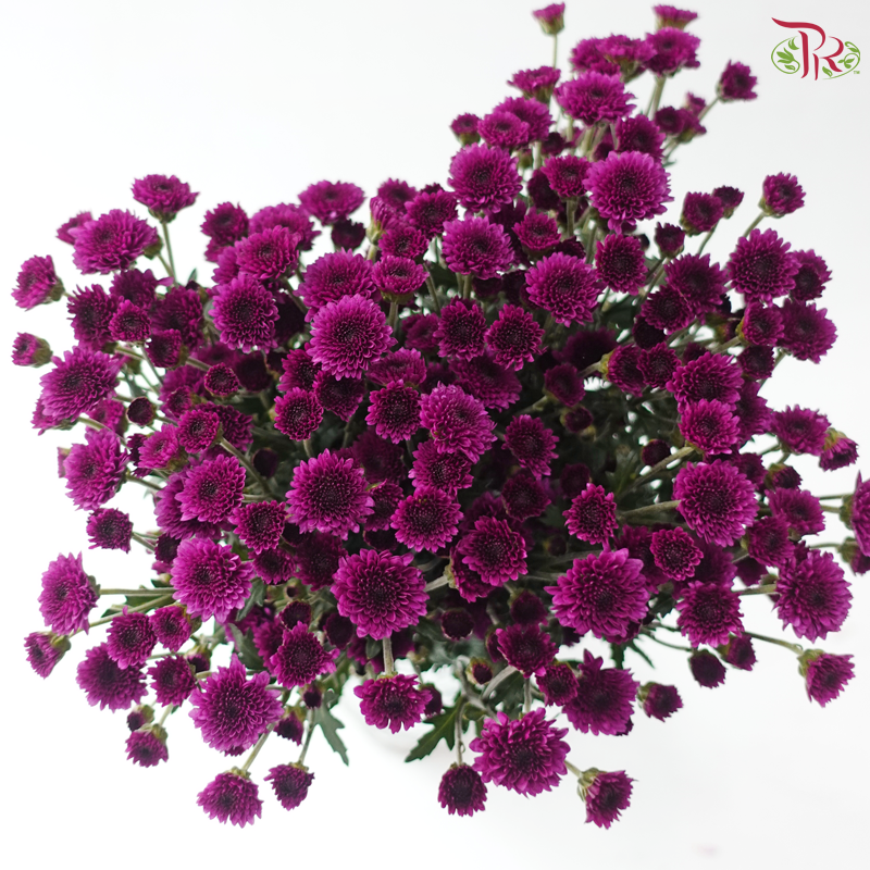 Calimero Mini Chrysanthemum - Purple (Per Bunch)